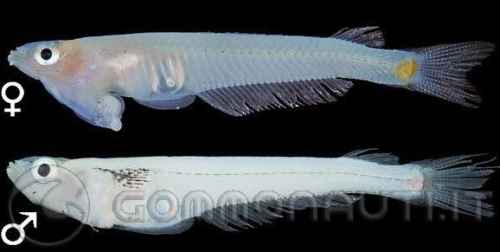 Cuulong phallostethus, il pesce con il pene sotto la bocca