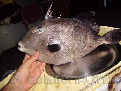 Pesce balestra di 1800 grammi