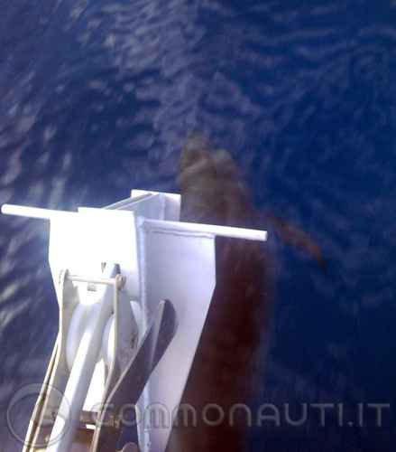 Delfini al largo di Capri, che spettacolo!!!
