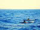 Sardegna - Delfini - come trovarli