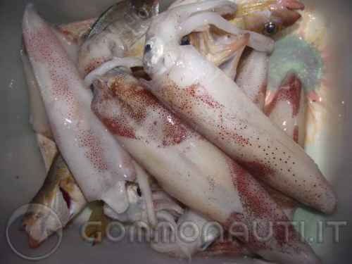 Una bella pescata a Calamari (Foto)